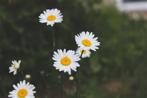 櫻花盆栽|櫻花種植盆栽指南：酸鹼度、日照條件、落葉季節全攻。